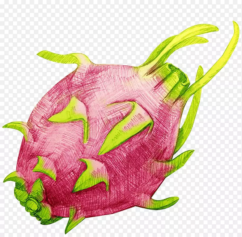 彩铅手绘火龙果