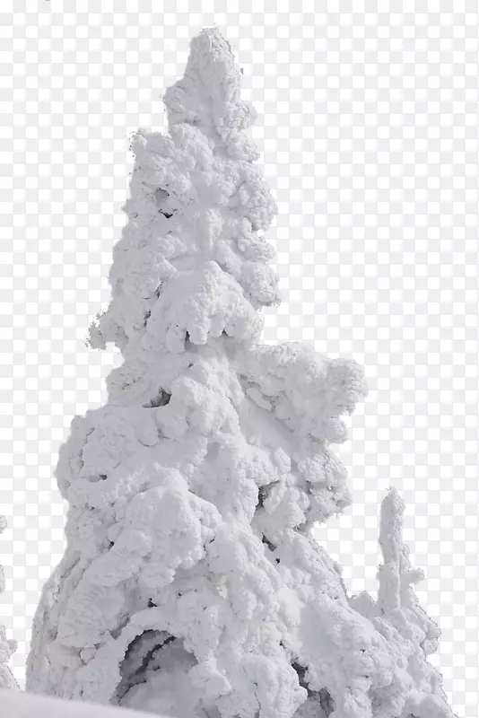 覆盖着积雪的松树