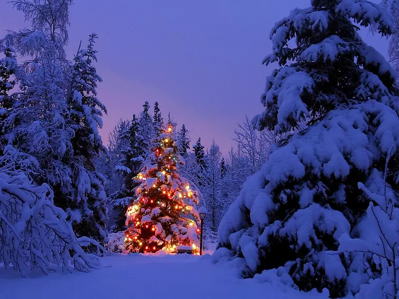 白雪覆盖松树的圣诞夜海报背景