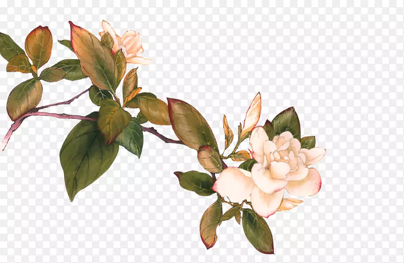 白色手绘茶花装饰图案