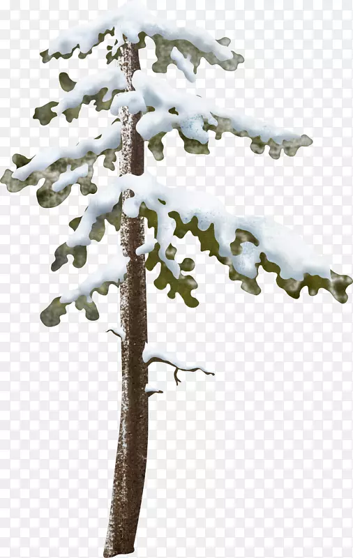冰雪覆盖的松树