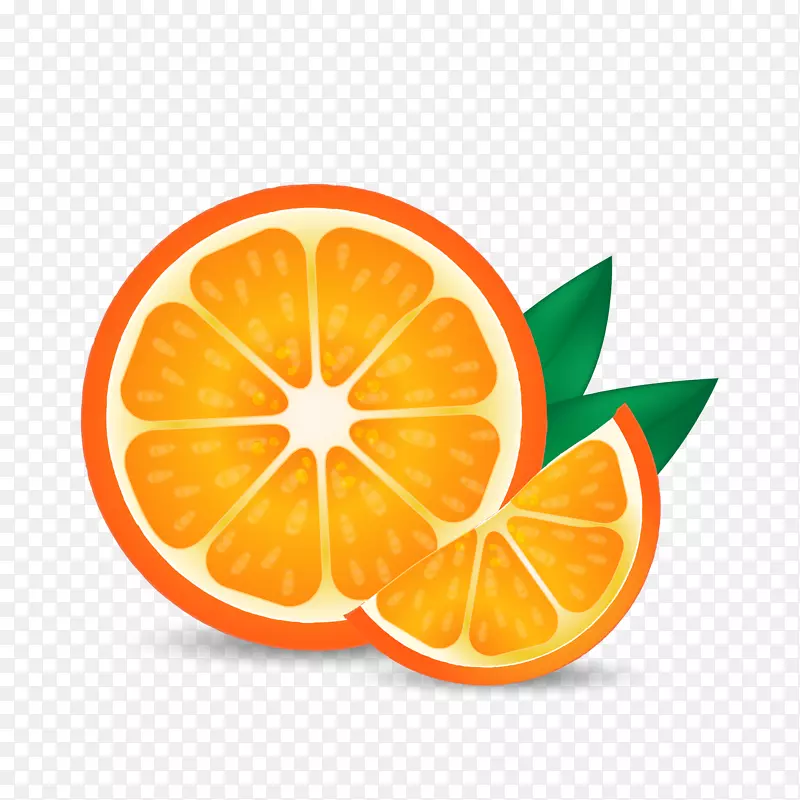 夏季水果橙子矢量图