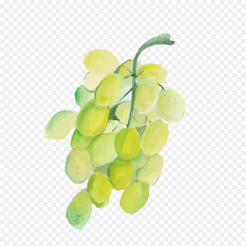 水彩绘青提矢量图