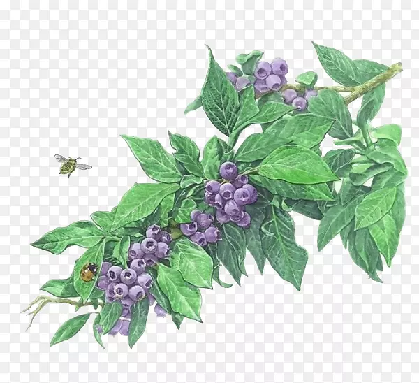 蓝莓与蜜蜂图片素材