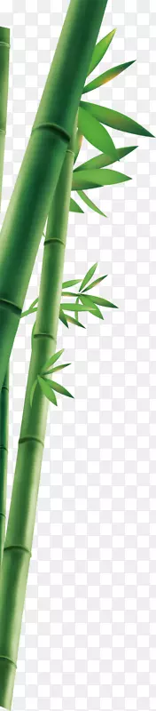 绿色竹叶竹子素材