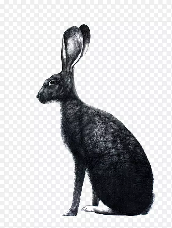 黑色兔子插画