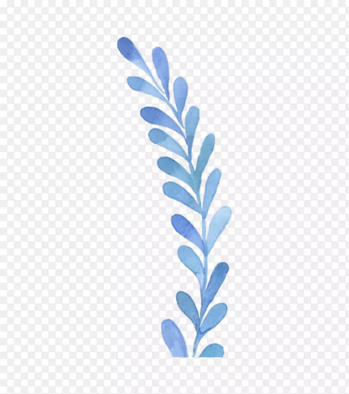 蓝紫色植物