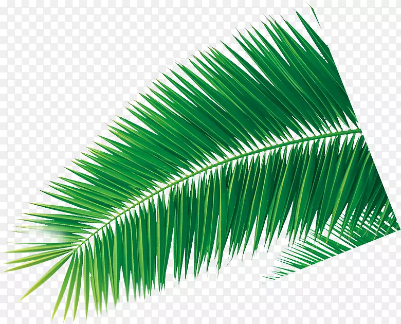 单个椰树