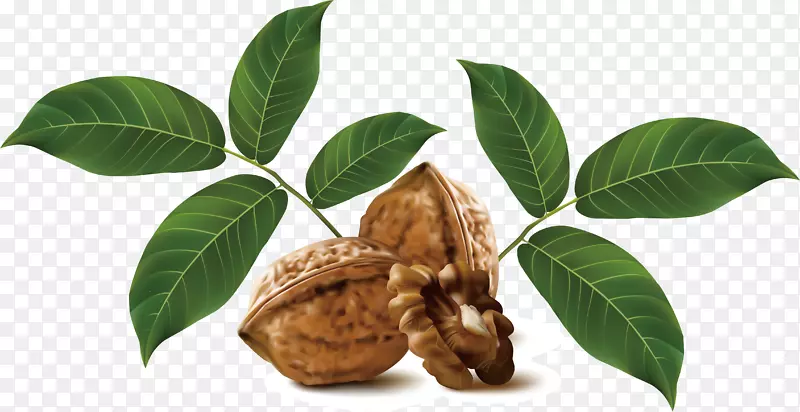 核桃树手绘
