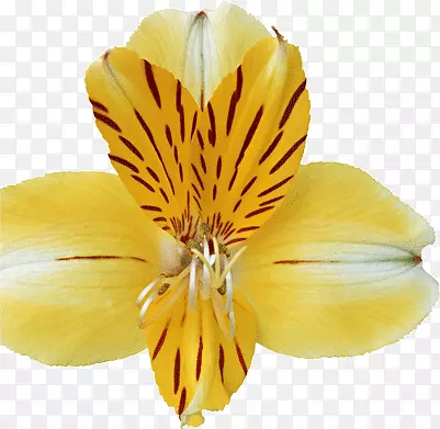 黄色的蝴蝶花