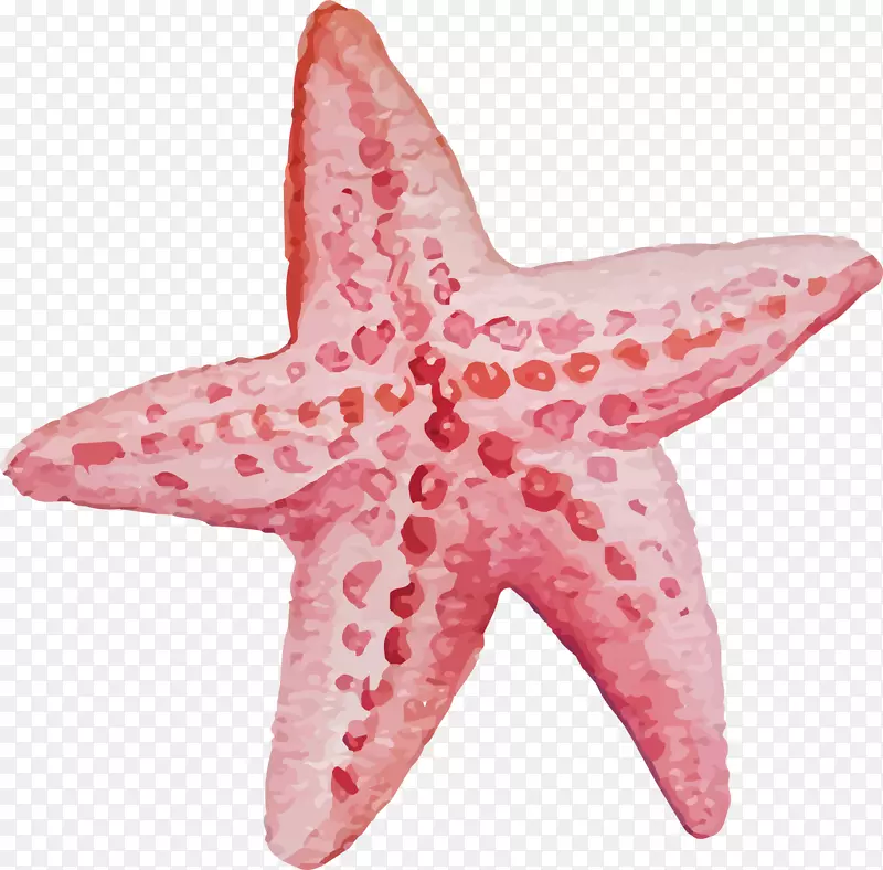 矢量图粉红色的海星