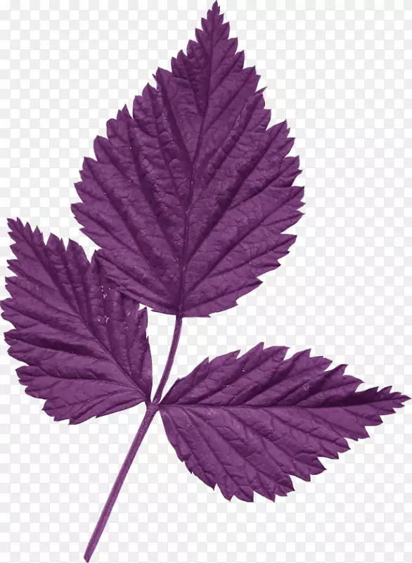 紫色树叶
