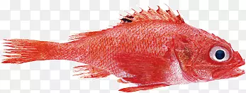 海洋中的红鱼