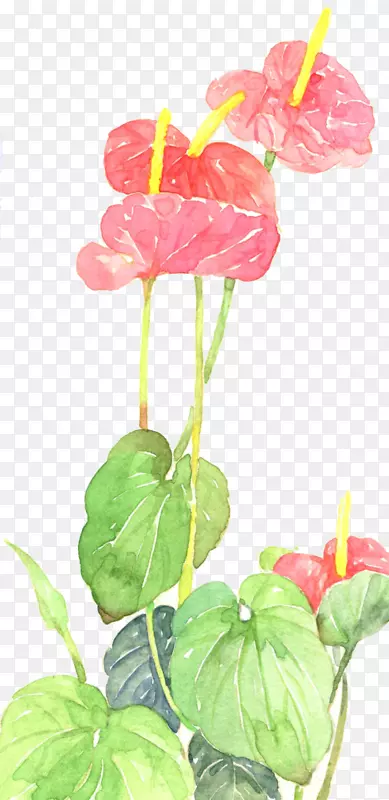 红掌花