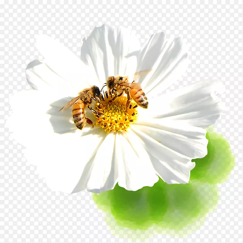 花朵蜜蜂采蜜春日素材