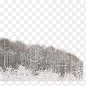 漂浮森林