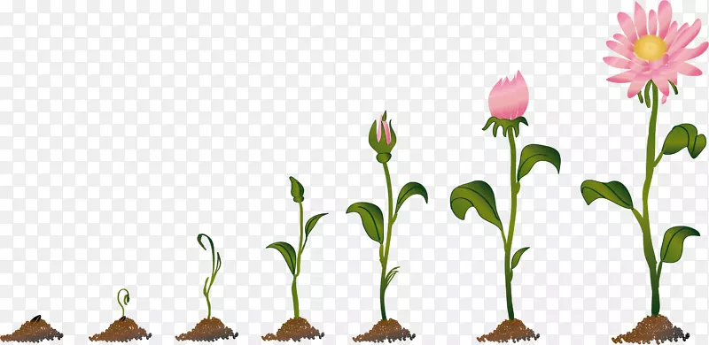菊花的生长过程