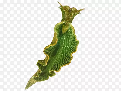 绿叶海蜗牛