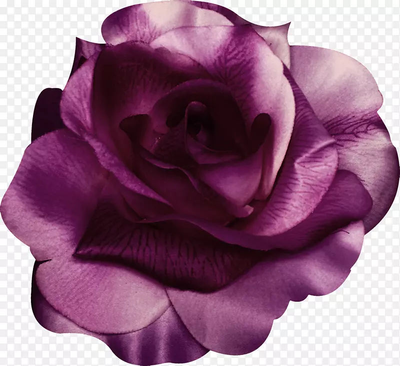 紫色玫瑰花