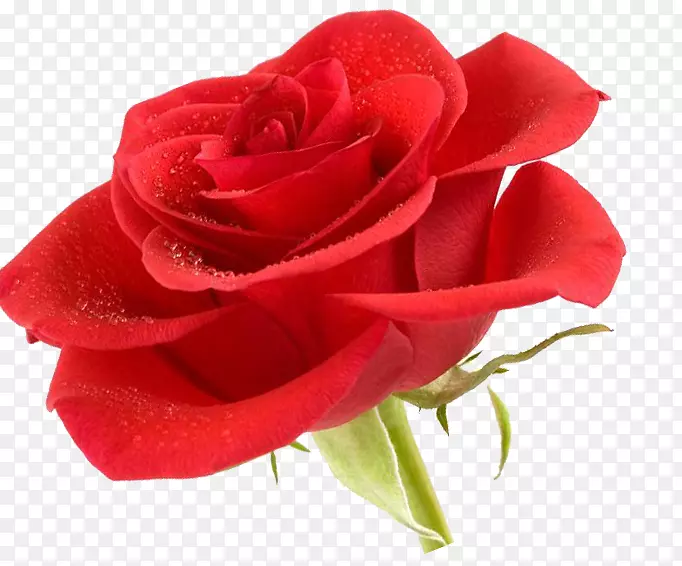 红玫瑰花 