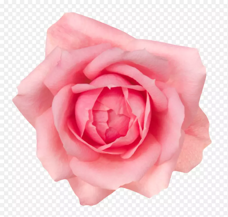粉红色有观赏性盛开的一朵大花实