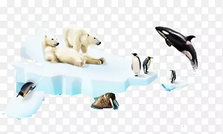 海冰上的动物
