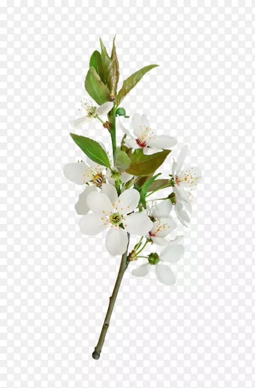 白色的梨花