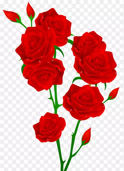 盛开的美丽的红玫瑰
