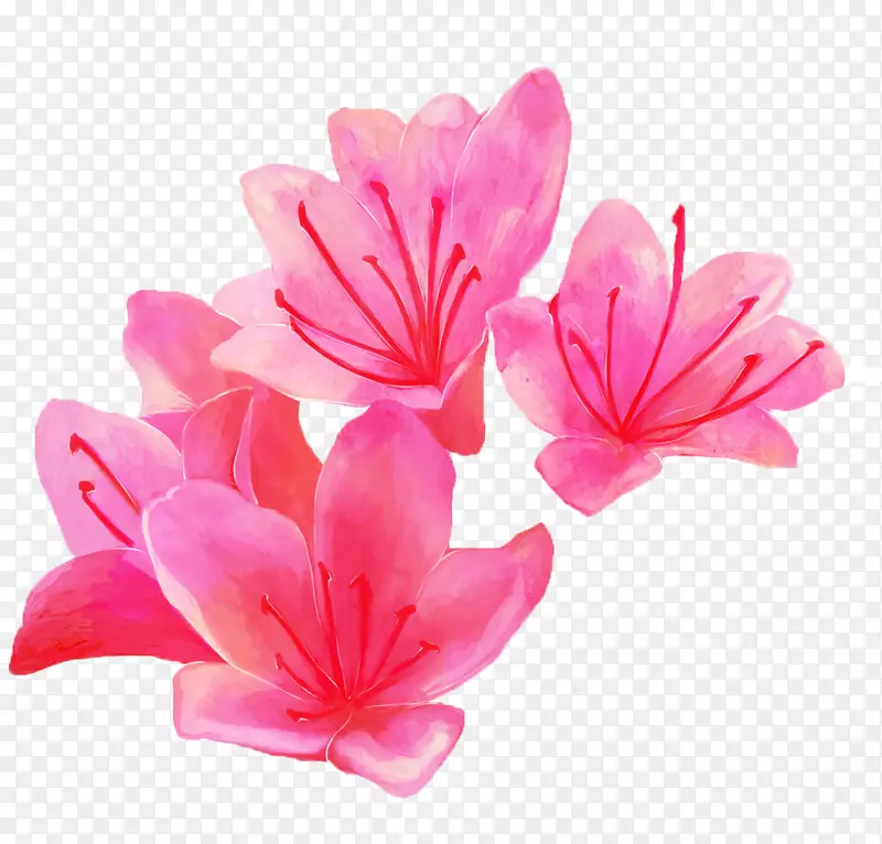 粉色的花朵