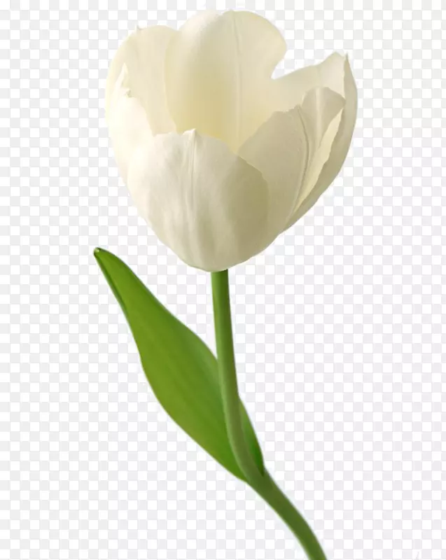 花朵图案