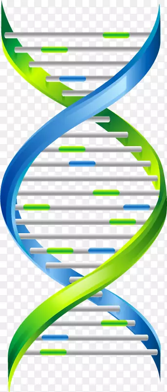 卡通彩色DNA结构图png