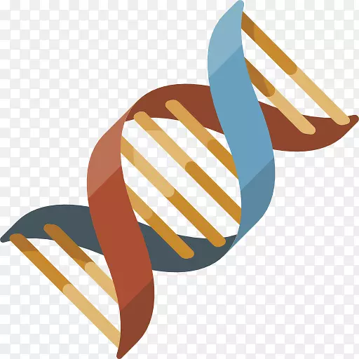 DNA模型