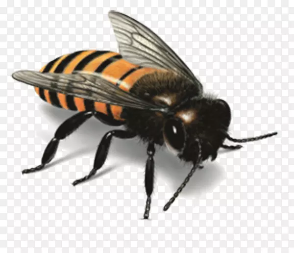条纹蜜蜂