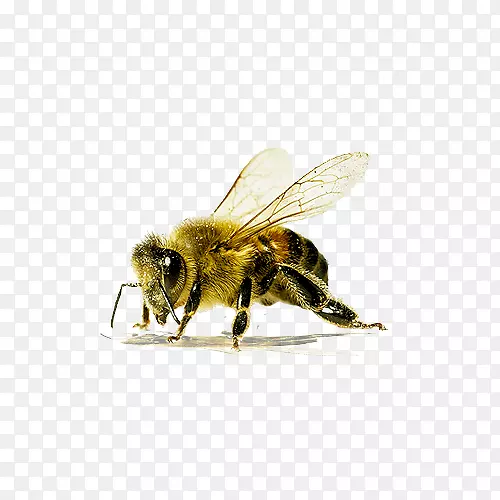 小蜜蜂透明背景素材