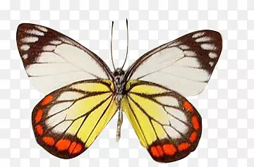 卡通手绘彩色的蝴蝶