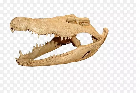 鳄鱼骨头素材图片