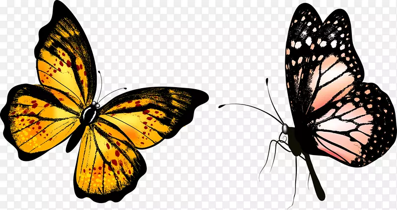 两只蝴蝶标本