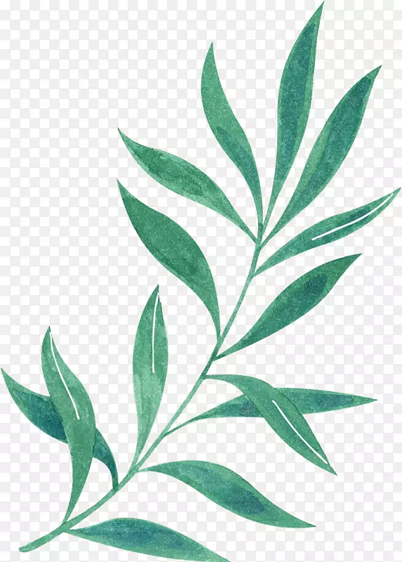 长条美丽植物手绘