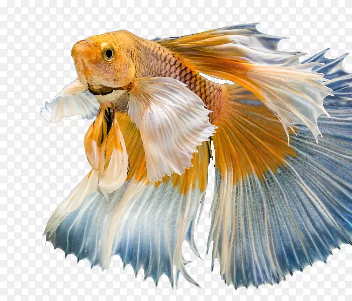 彩色金鱼