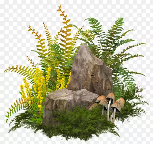石头和植物