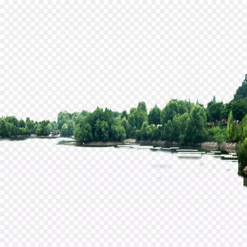 小树木