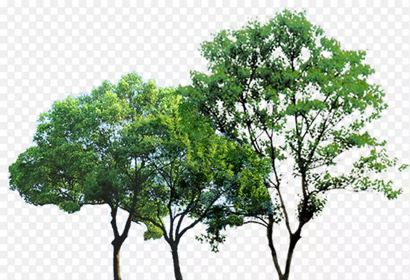 树木绿化