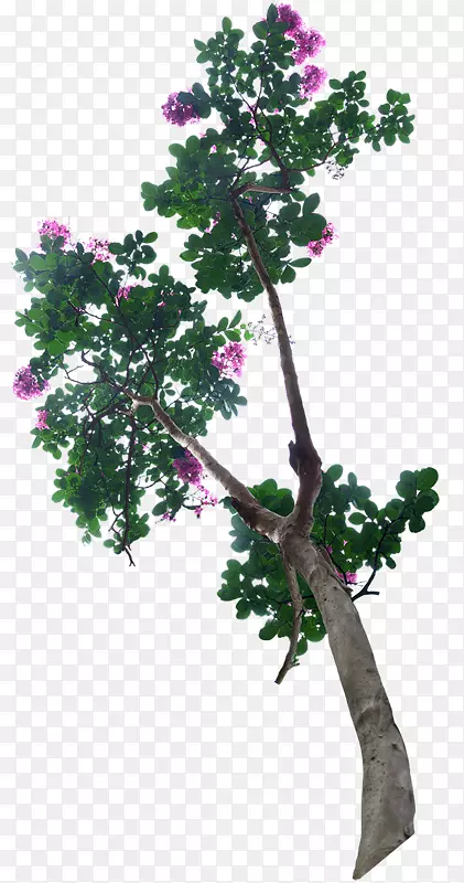 粉红色花朵花枝树木植物