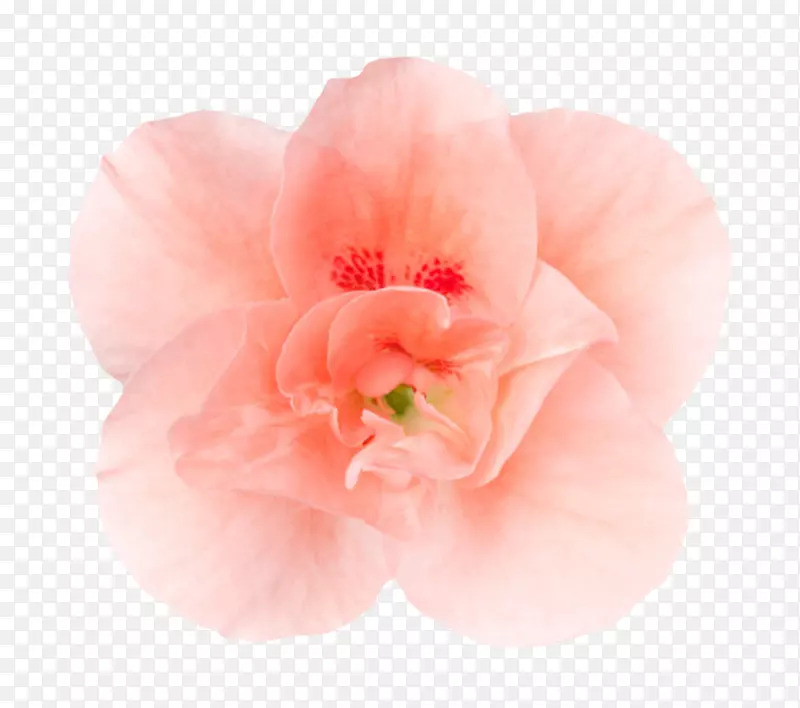 粉红色植物轻盈茂盛的一朵大花实
