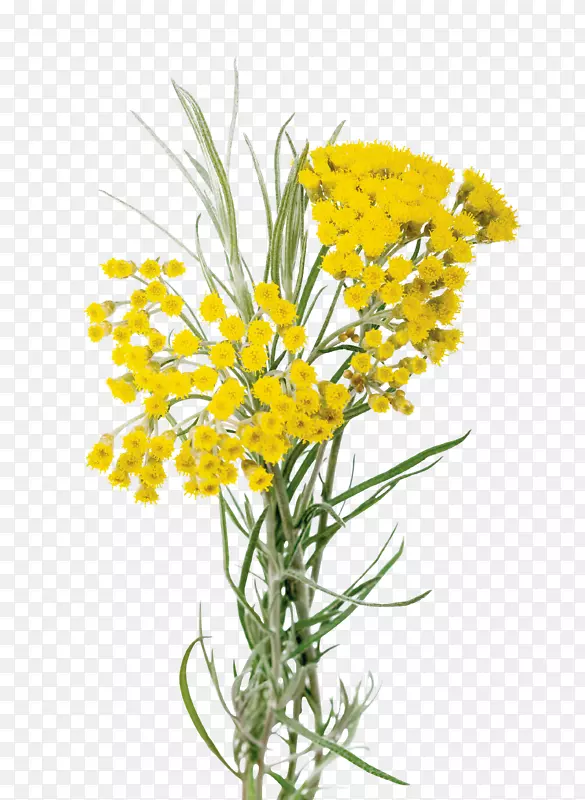 创意合成户外黄色花朵植物