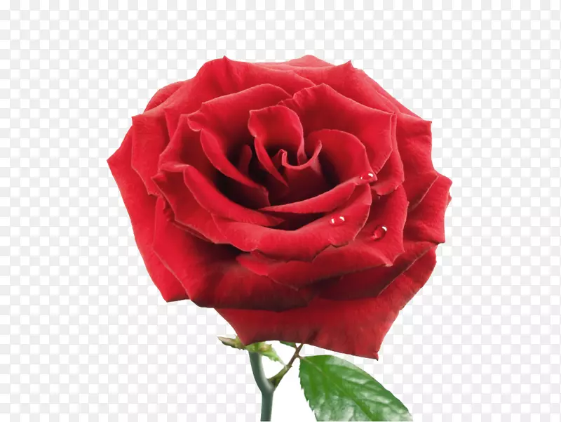 一朵美丽的玫瑰花