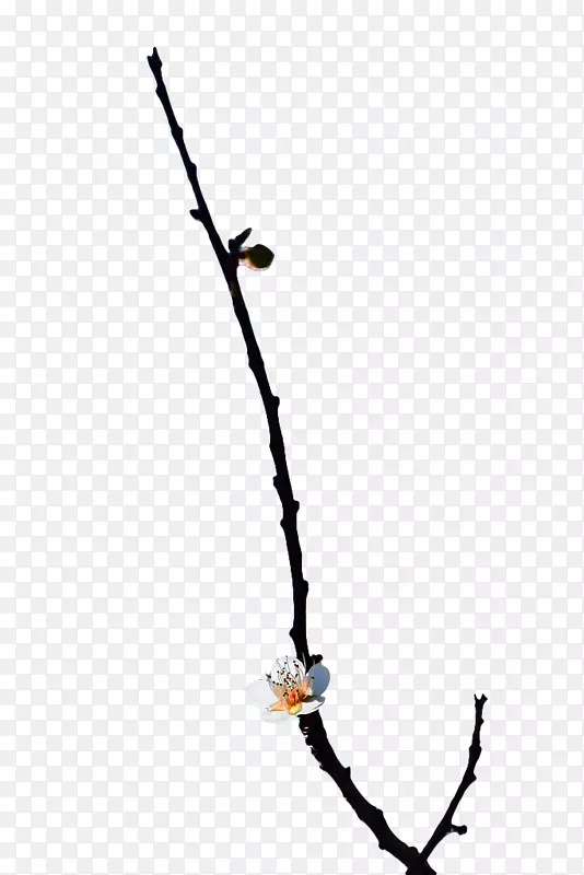 手绘梅花花苞