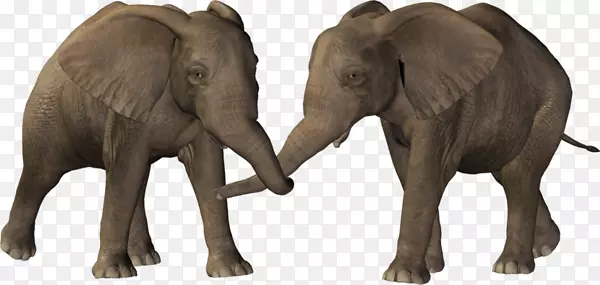 两只可爱小象打架