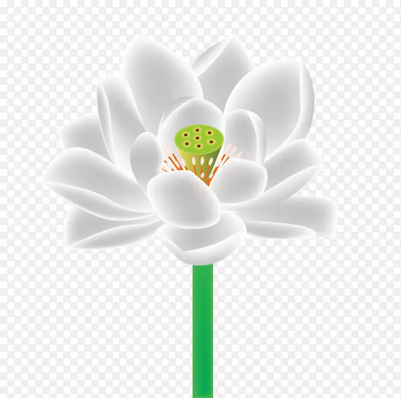 矢量白莲花