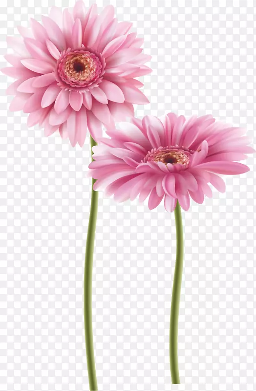粉色清新的菊花矢量素材